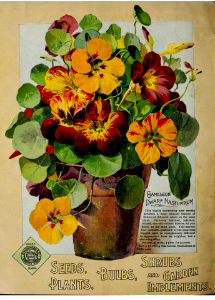 Nasturtium, Chameleon dwarf. W.W. Rawson & Co (1900)