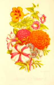 Flower bouquet. Vick's Garden and Floral Guide (1881). Free illustration for personal and commercial use.
