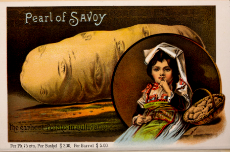Potato 'Pearl of Savoy' and smaller spud with basket. Joseph Breck & Sons (1886)