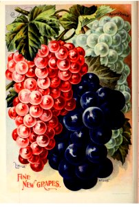Grapes (1902). Free illustration for personal and commercial use.