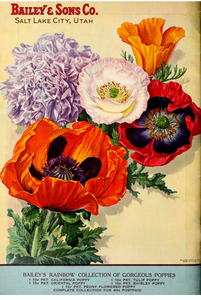Poppies. Oritental, peony, shirley, and California. Bailey and Sons (1931)