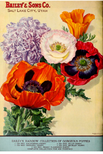 Poppies. Oritental, peony, shirley, and California. Bailey and Sons (1931). Free illustration for personal and commercial use.