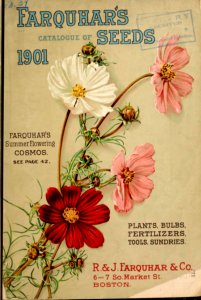 Summer flowering cosmos. R. & J. Farquhar & Co. (1901). Free illustration for personal and commercial use.