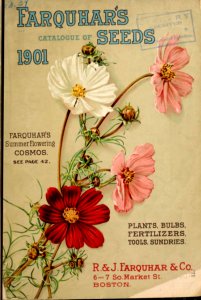 Summer flowering cosmos. R. & J. Farquhar & Co. (1901)
