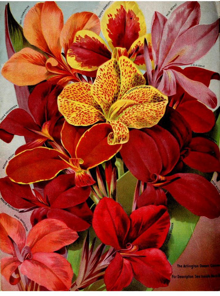 Cannas. W.W. Rawson & Co. Seedsmen (1905)