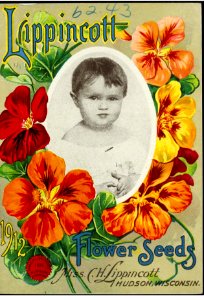 Nasturtiums. Miss C.H. Lippincott Pioneer Seedswoman (1912). Free illustration for personal and commercial use.