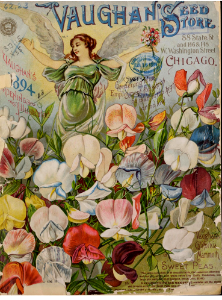 Sweet peas. Vaughan's Seed Store (1894). Free illustration for personal and commercial use.
