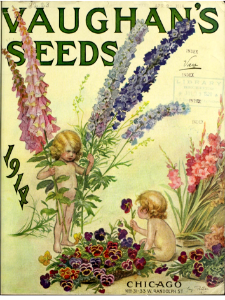 Delphiniums, foxgloves, pansies, and gladiolus. Vaughan's Seeds Illustrated (1914). Free illustration for personal and commercial use.