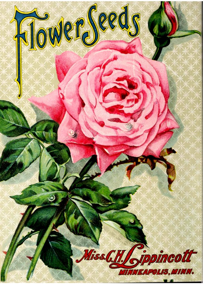 Rose. Miss C.H. Lippincott Pioneer Seedswoman (1909). Free illustration for personal and commercial use.