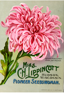 Aster, Pink Comet. Miss C.H. Lippincott Pioneer Seedswoman (1911). Free illustration for personal and commercial use.