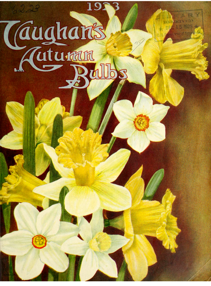 Daffodils. Vaughan's Autumn Bulbs. (1898)