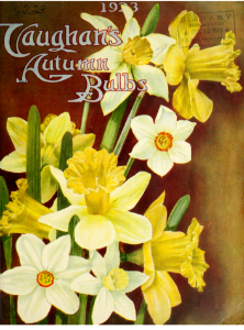 Daffodils. Vaughan's Autumn Bulbs. (1898). Free illustration for personal and commercial use.