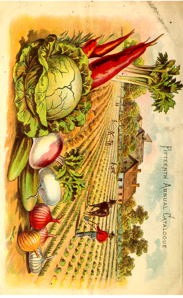 Cabbage, cucumber, carrots, turnips, and onions. A.D. Perry Seed Catalog (1885)