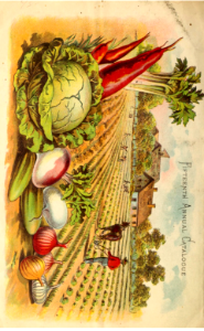 Cabbage, cucumber, carrots, turnips, and onions. A.D. Perry Seed Catalog (1885). Free illustration for personal and commercial use.