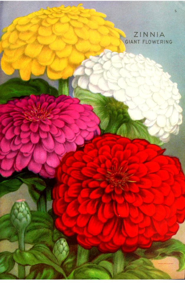 Zinnias, Giant Flowering. Ferry's Seed Annual (1920)
