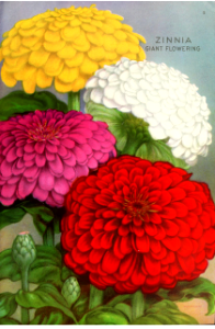 Zinnias, Giant Flowering. Ferry's Seed Annual (1920). Free illustration for personal and commercial use.