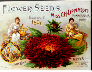 Aster, Fire King. Miss C.H. Lippincott (1896). Free illustration for personal and commercial use.