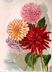 Dahlias. Cox Seed Annual, San Francisco, Ca. (1899). Free illustration for personal and commercial use.