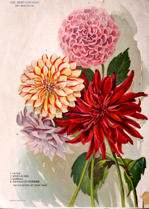Dahlias. Cox Seed Annual, San Francisco, Ca. (1899)