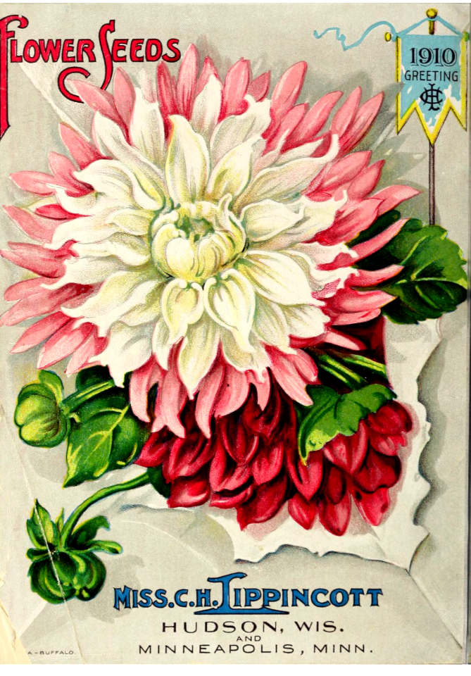 Dahlia. Miss C.H. Lippincott Pioneer Seedswoman (1910)