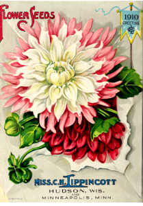 Dahlia. Miss C.H. Lippincott Pioneer Seedswoman (1910). Free illustration for personal and commercial use.