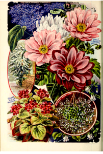 Japanese anemones. John Louis Childs (1902). Free illustration for personal and commercial use.