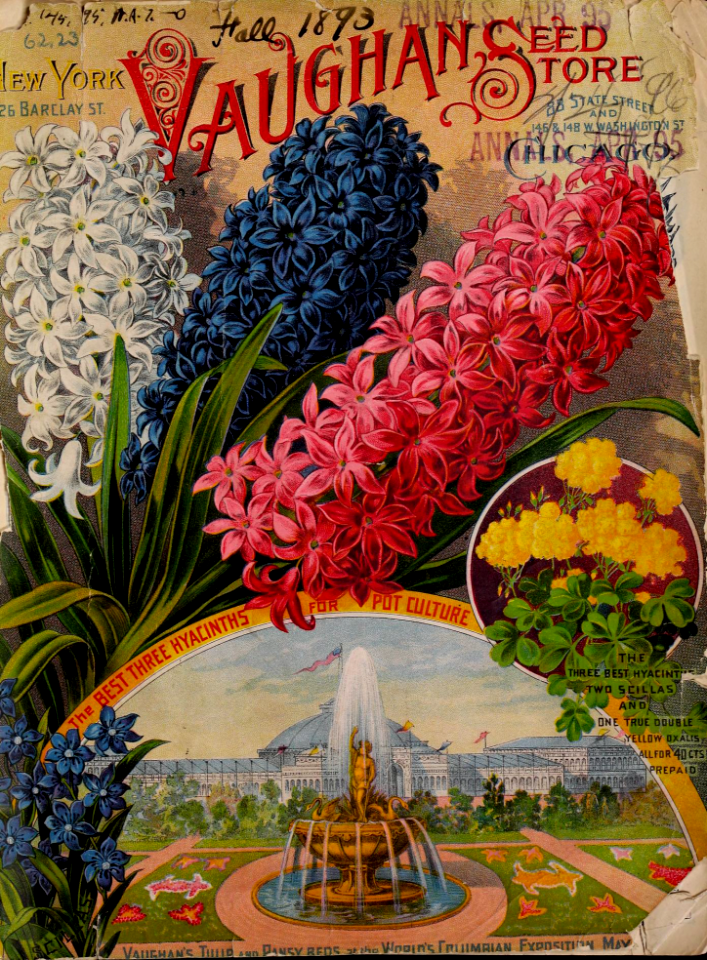 Hyaxinths and scillas. Vaughan's Seed Store (1893)