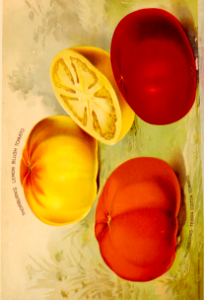Thornburn's tomatoes. J.M. Thorburn & Co.'s Annual Descriptive Catalogue of Flower Seeds. (circa 1893-1897)