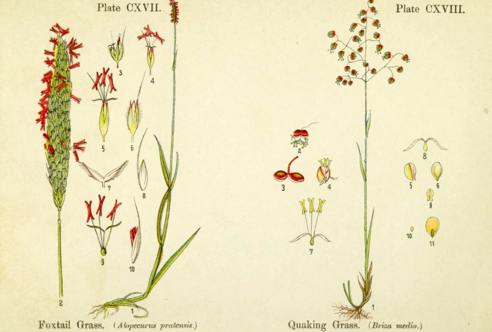 Foxtail grass and quaking grass. British flowering plants. By W. F. Kirby. (1906) Page 60