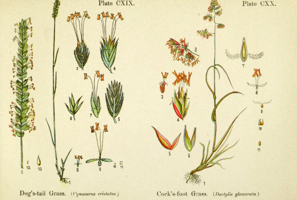 Dog's-tail grass and cock's-foot grass. British flowering plants. By W. F. Kirby. (1906) Page 61