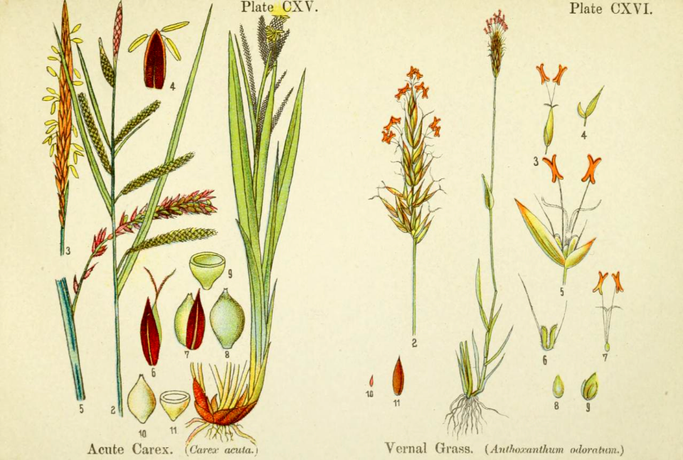 Acute Carex and vernal grass. British flowering plants. By W. F. Kirby. (1906) Page 59