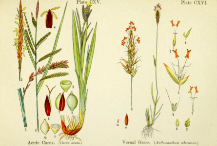 Acute Carex and vernal grass. British flowering plants. By W. F. Kirby. (1906) Page 59