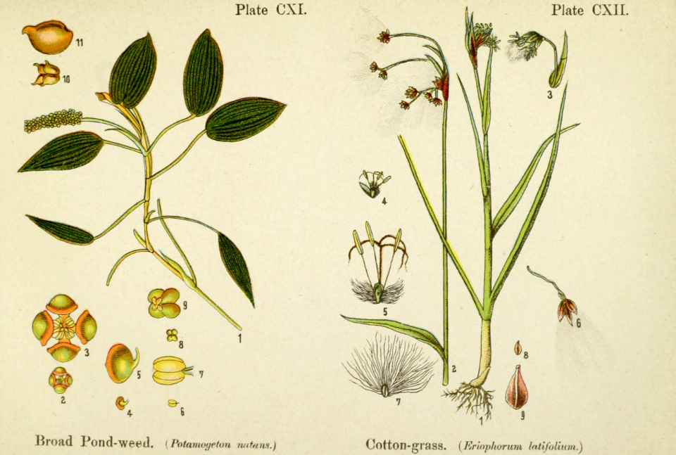 Broad Pond-weed and cotton-grass. British flowering plants. By W. F. Kirby. (1906) Page 57