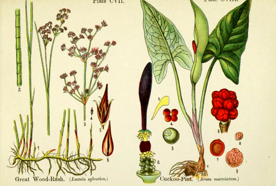 Great wood-rush and cuckoo-pint. British flowering plants. By W. F. Kirby. (1906) Page 55