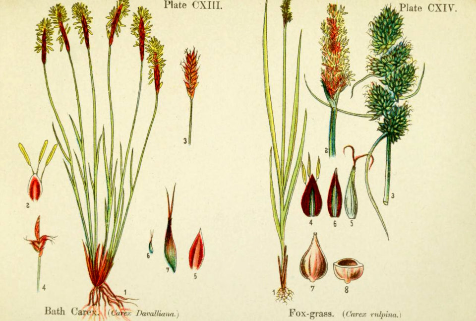 Bath Carex and Fox-grass. British flowering plants. By W. F. Kirby. (1906) Page 58