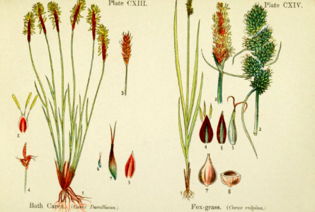 Bath Carex and Fox-grass. British flowering plants. By W. F. Kirby. (1906) Page 58