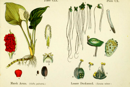 Marsh Arum and lesser duckweed. British flowering plants. By W. F. Kirby. (1906) Page 56