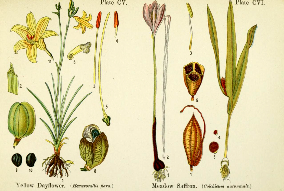Yellow dayflower (Hemerocallis flava), and Meadow saffron (Colchicum autumnale). British flowering plants. By W. F. Kirby. (1906) Page 54