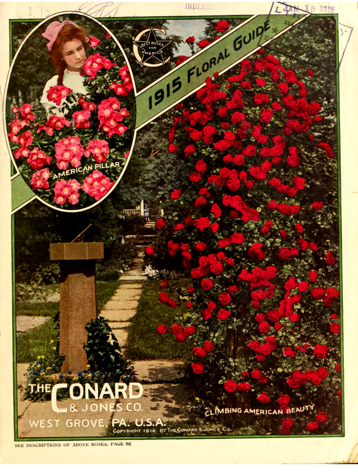 Climbing American Beauty rose. Conard and Jones Flora Guide (1915)
