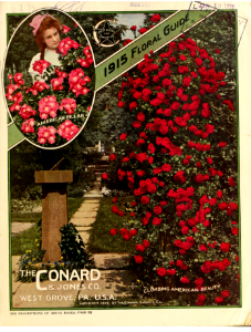 Climbing American Beauty rose. Conard and Jones Flora Guide (1915). Free illustration for personal and commercial use.