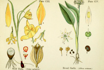 Wild tulip and broad garlic. British flowering plants. By W. F. Kirby. (1906) Page 53