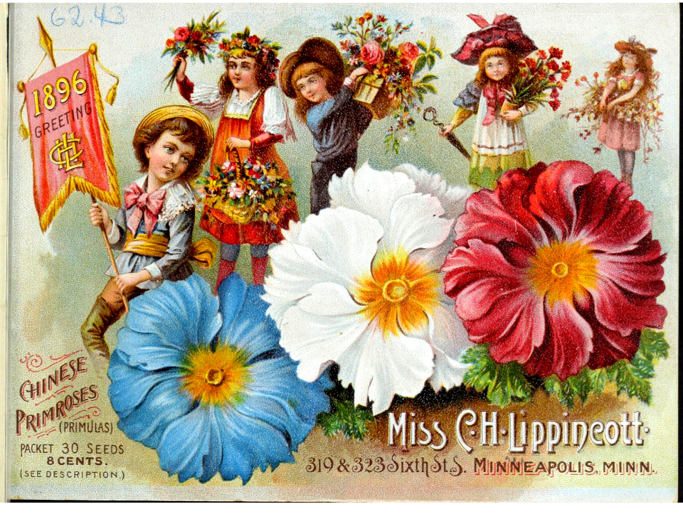 Primrose flowers. Miss C.H. Lippincott Pioneer Seedswoman (1896)