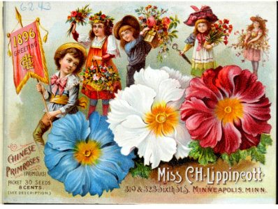 Primrose flowers. Miss C.H. Lippincott Pioneer Seedswoman (1896)