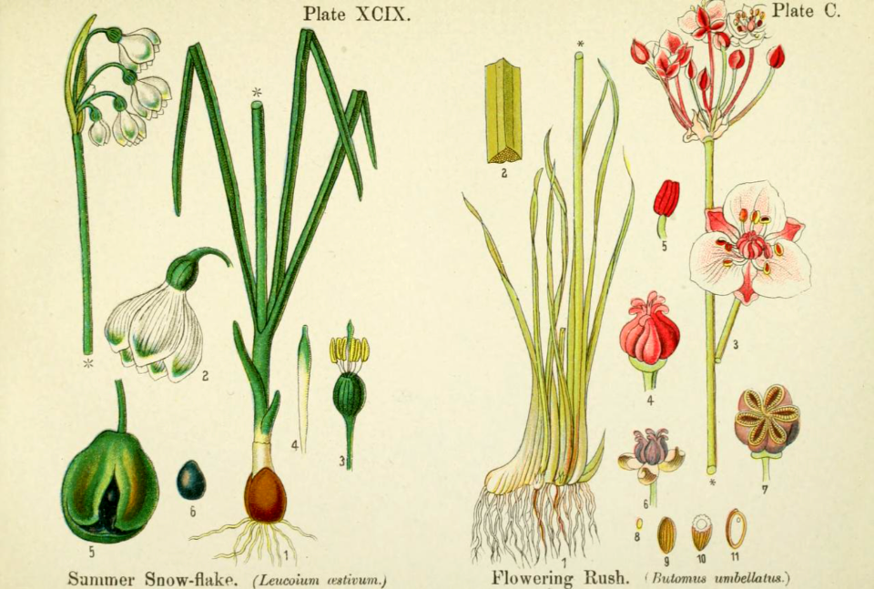 Summer snow-flake and flowering rush. British flowering plants. By W. F. Kirby. (1906) Page 51