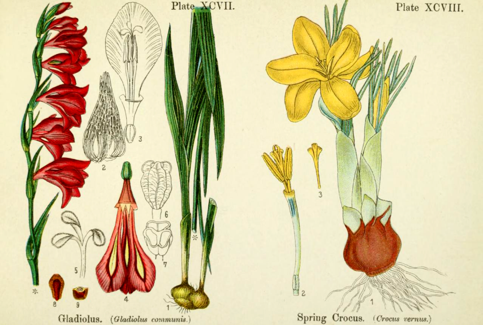 Gladiolus and spring crocus. British flowering plants. By W. F. Kirby. (1906) Page 50