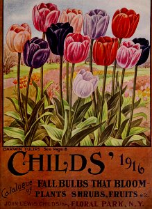 Tulips. Childs' Fall Bulbs Catalogue (1916). Free illustration for personal and commercial use.