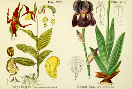 Lady's slipper and German flag. British flowering plants. By W. F. Kirby. (1906) Page 49