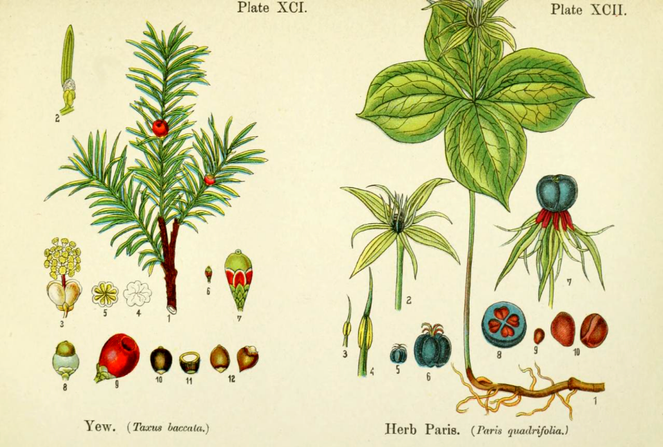 Yew and herb Paris. British flowering plants. By W. F. Kirby. (1906) Page 47