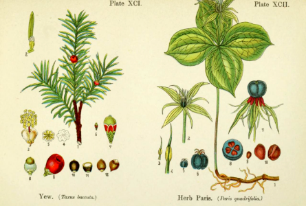 Yew and herb Paris. British flowering plants. By W. F. Kirby. (1906) Page 47