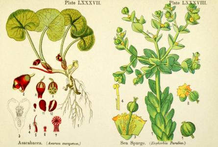 Asarabacca and sea spurge. British flowering plants. By W. F. Kirby. (1906) Page 45